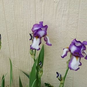 Meet your Posher, Sherry